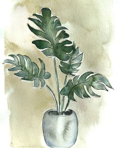 Plant Series Monstera