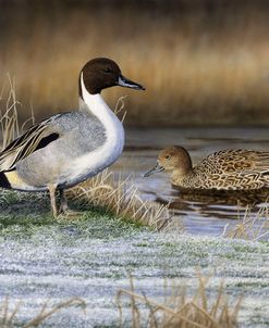 Pintail Ducks 0108