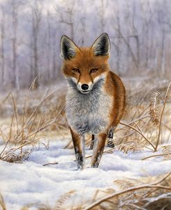 Red Fox 4305
