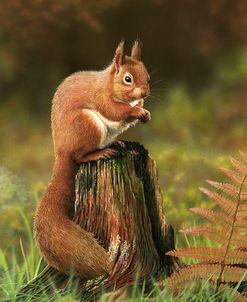 Red Squirrel 5753