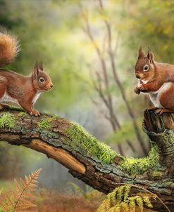 Red Squirrels 8053