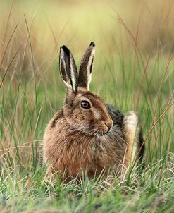 Brown Hare 0754