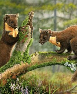 Pine Martens 7853