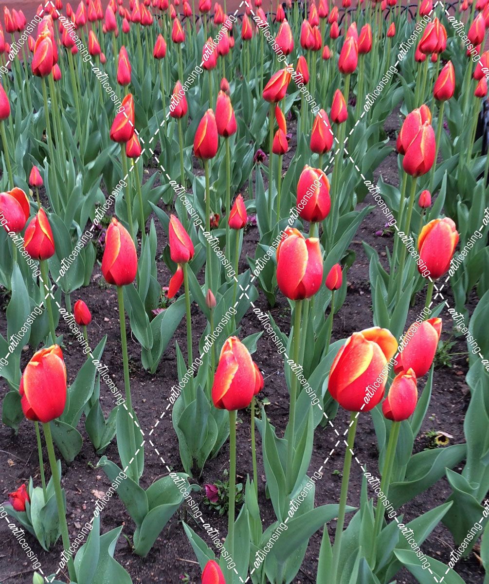 Boulder Tulips
