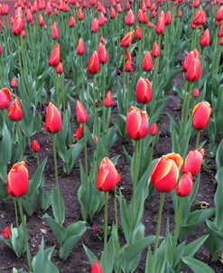 Boulder Tulips