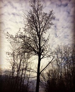Tree In November