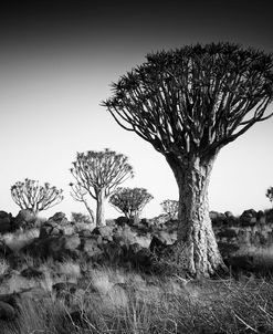 Namibia Quiver Trees