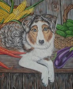 Australian Shepherd Dog With Vegetables