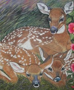 Three White-Tailed Deer Fawns With A Wild Rose Bush