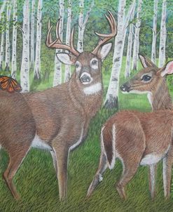 White-Tailed Deer Buck And Doe With Butterfly