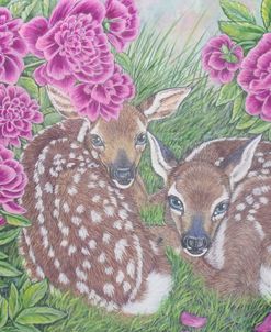 White-Tailed Deer Fawns Among Peony