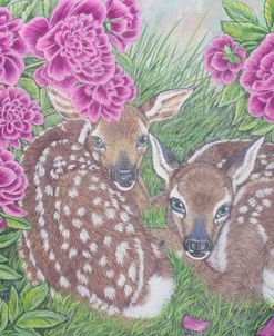 White-Tailed Deer Fawns Among Peony