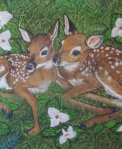 White-Tailed Deer Fawns Among Trillium Flowers