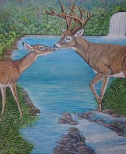 White-Tailed Deer Kiss