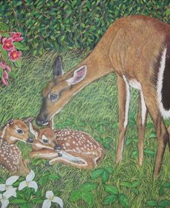 White-Tailed Deer Doe And Fawns