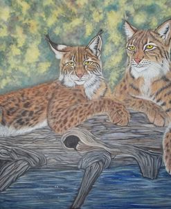 Resting Bobcats