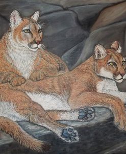 Resting Mountain Lions