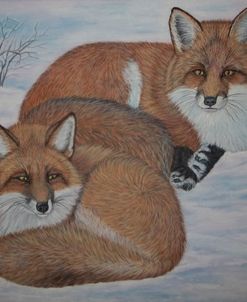 Foxes In The Snow