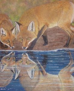 Foxes Reflection