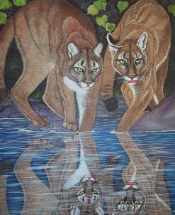 Mountain Lions Reflection