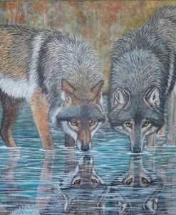 Wolves Reflection
