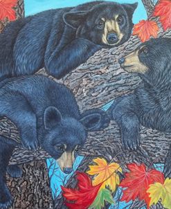Black Bear Cubs On A Maple Tree