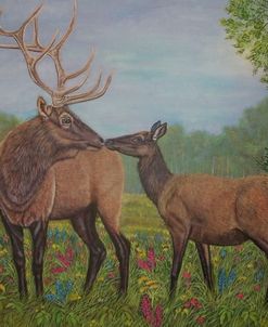 Elk Kiss