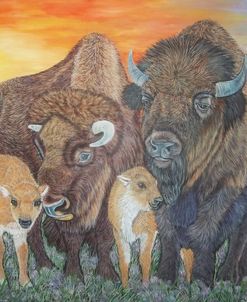 Bisons And Calves