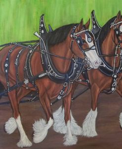 Draft horses