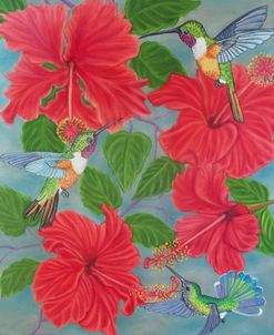 Three Hummingbirds And Hibiscus Flowers
