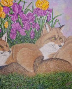 Foxes And Irises