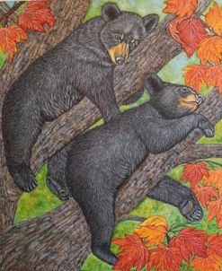 Black Bear Cubs on a Maple Tree 2