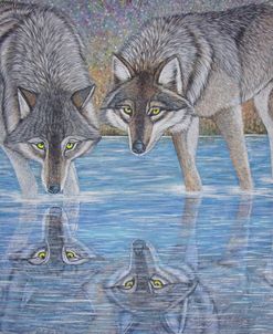 Wolves Reflection 2