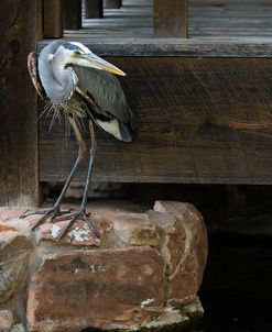 Heron in Waiting