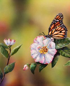 Monarch With Camellia