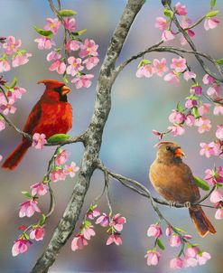 Spring Cardinals