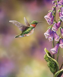 Spring Hummingbird