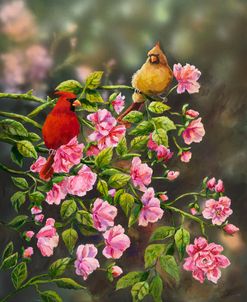 Cardinals with Roses