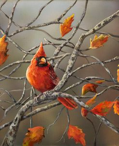 Fall Cardinal