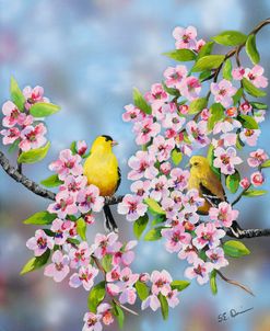 Finches In Cherry Tree