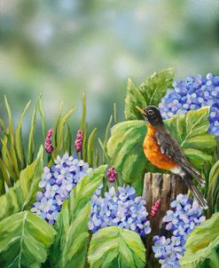 Robin With Hydrangeas