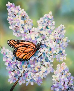 Butterfly with Hydrangea