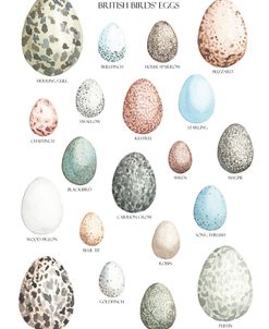 British Birds’ Eggs