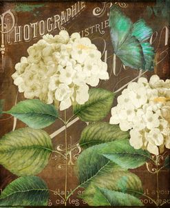 Alabaster Hydrangea