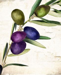 Olive Branch III