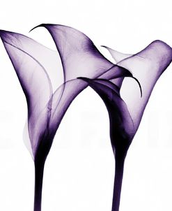 Purple Calla One