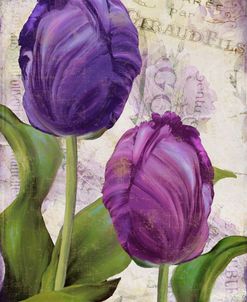 Parrot Tulips I