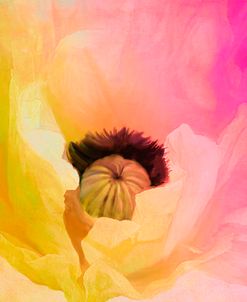 Poppy Gradient II