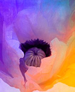 Poppy Gradient III