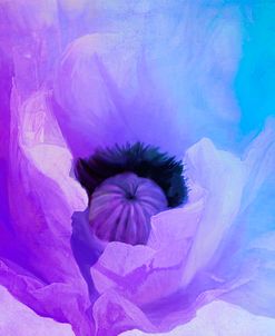 Poppy Gradient IV